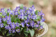 スミレの写真＜1＞-育て方図鑑|みんなの趣味の園芸