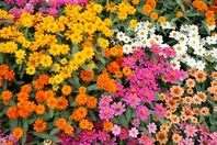 百日草（ジニア） - 種・苗・球根・園芸用品・農業資材の通販