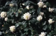 ジンチョウゲの写真＜2＞-育て方図鑑|みんなの趣味の園芸