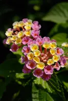 ランタナの写真＜1＞-育て方図鑑|みんなの趣味の園芸