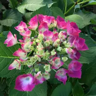 紫陽花☀︎フェアリーアイ☀︎さし穂♡ 紫陽花(フェアリーアイ)｜🍀GreenSnap（グリーンスナップ）