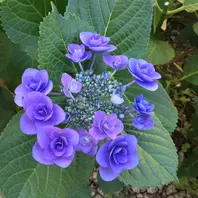人気便利グッズ 6/2地植えの紫陽花フェアリーアイ「紫陽花のページ」のアルバム その他