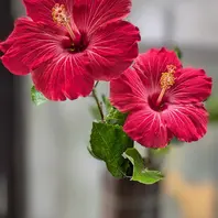 寒くなってきたので、開花した花を切っ「我が家のお花たち」の