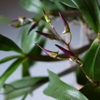 Den.MaroonStar´Cavalier´（2016.1.27）「蘭の花 15年4月～」の