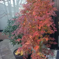 紅葉流泉227年12月2日「もみじ」のアルバム-みんなの趣味の園芸220475