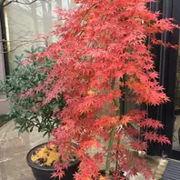 紅葉流泉227年12月2日「もみじ」のアルバム-みんなの趣味の園芸220475