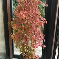 流泉紅葉28年11月23日「もみじ」のアルバム-みんなの趣味の園芸356180