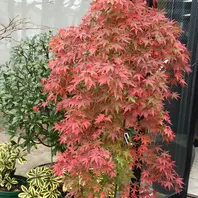 流泉紅葉28年11月23日「もみじ」のアルバム-みんなの趣味の園芸356180