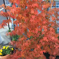 紅葉流泉227年12月2日「もみじ」のアルバム-みんなの趣味の園芸220475