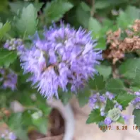 ペラルゴニウムサーフィンワインレッド「寄せ植え」のアルバム