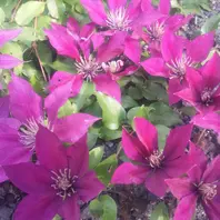 クレマチス、マダム・バロン・バイラー「2015年 ～我が家の庭で咲い