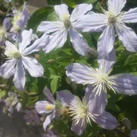 クレマチス、マダム・バロン・バイラー「2015年 ～我が家の庭で咲い