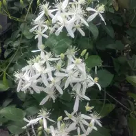 クレマチス、マダム・バロン・バイラー「2015年 ～我が家の庭で咲い