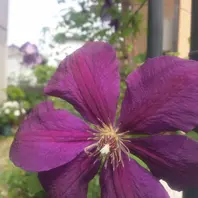 クレマチス、マダム・バロン・バイラー「2015年 ～我が家の庭で咲い