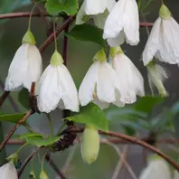 クレマチス、マダム・バロン・バイラー「2015年 ～我が家の庭で咲い