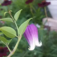 クレマチス、マダム・バロン・バイラー「2015年 ～我が家の庭で咲い