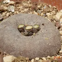 前出のタイルバーン・アンです。伸びた「原種シクラメン