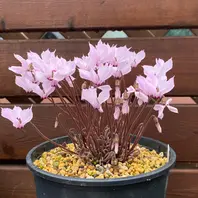 タイルバーンニコラス⑤「原種シクラメン・ミラビレ」のアルバム