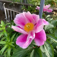 【中古】 花のアルバム 庭の花道端の花/無明舎出版/柿崎善明 Amazon.co.jp: 花の園芸大百科: 庭の花、室内の花、山野の花1500
