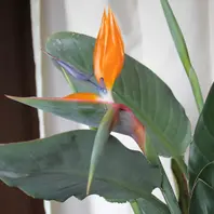 2015.12．17蕾の中から出てきたつぼみ「ストレリチア （極楽鳥花