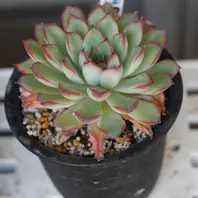 多肉植物 ジェイドヘル お粉➕紅葉 エケベリア ジェイドポイント。 10月「我が家の多肉植物園 12