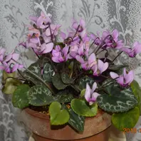 Naruto ！原種シクラメン　コルチカム4号大株！ Naruto ！原種シクラメン コルチカム4号大株！ Naruto ！原種