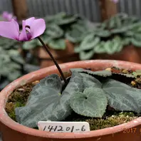 3番の花。同じ株から白っぽいのと薄紫「原種シクラメン・コルチカム