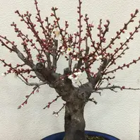 白梅（盆栽）憩いの農園3000円で購入「雲竜梅・金獅子・白梅