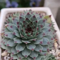 センペルビウム「多肉植物No.1」のアルバム-みんなの趣味の園芸