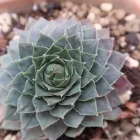 暮らしに便利なアイテム センペルビウム「多肉植物No.1」のアルバム-みんなの趣味の園芸 フラワー・ガーデニング