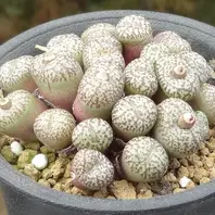 八重垣姫 フィシフォルメの選抜個体 「コノフィツム」のアルバム