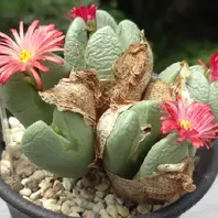 八重垣姫 フィシフォルメの選抜個体 「コノフィツム」のアルバム