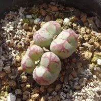 八重垣姫 フィシフォルメの選抜個体 「コノフィツム」のアルバム