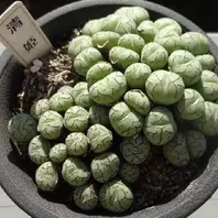 八重垣姫 フィシフォルメの選抜個体 「コノフィツム」のアルバム