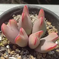 八重垣姫 フィシフォルメの選抜個体 「コノフィツム」のアルバム