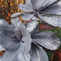 コルムネアイワタバコ科で、上の方に「安曇野フラワーセンター」の