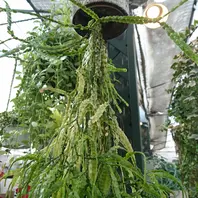 コルムネアイワタバコ科で、上の方に「安曇野フラワーセンター」の