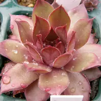 【在庫僅少】 実生センペルビウム「綾織衣（あやおり「実生センペル」の その他多肉植物