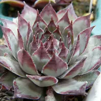 センペルクレージつばささん命名 夕 波 Sempervivum センペル