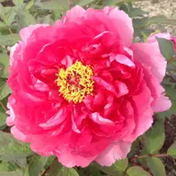 天女の舞「2016牡丹園へ」のアルバム-みんなの趣味の園芸259440