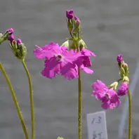鋸峰（きょほう）鴇色 やや増えずらい「初めての日本桜草」の