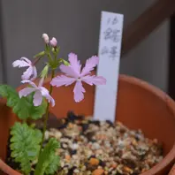地植えの日本桜草｜園芸日記byこんちゃん｜みんなの趣味の園芸