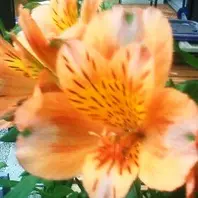 オレンジパーフェクションの花弁がハッ「四季咲きアルストロメリア