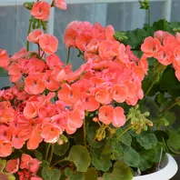 お得意　ゼラニューム　レアなお色目。真紅。 img_cache_a_13738_5_1462446972