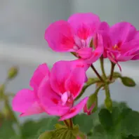 真っ赤な花びらである。真紅とはこのよ「ゼラニウム」の