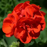 真っ赤な花びらである。真紅とはこのよ「ゼラニウム」のアルバム