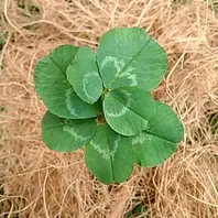 七つ葉のクローバーマメ科シャジクソウ「庭の植物」のアルバム