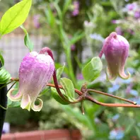 モアフィールディーです☆「2016年に咲いてくれたクレマチス達です