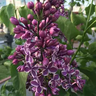 プレジデントリンカーン「ライラック」のアルバム-みんなの趣味の園芸