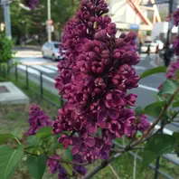 プレジデントリンカーン「ライラック」のアルバム-みんなの趣味の園芸